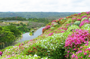 Higashi Village Azalea Festival in Okinawa