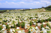 Ie Island Lily Festival in Okinawa