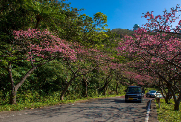 Motobu Yaedake Cherry Blossom Festival in Okinawa