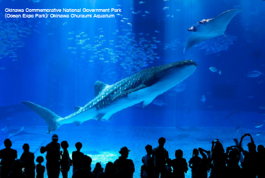 Okinawa Churaumi Aquarium